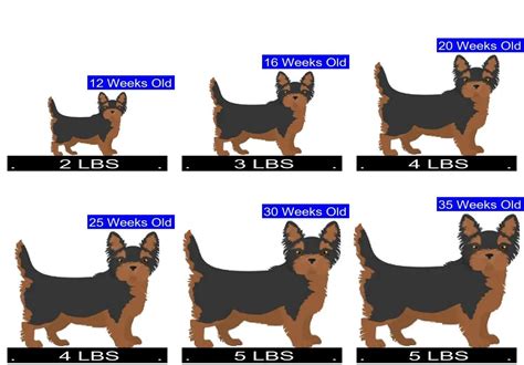 yorkie anatomy|yorkie size chart.